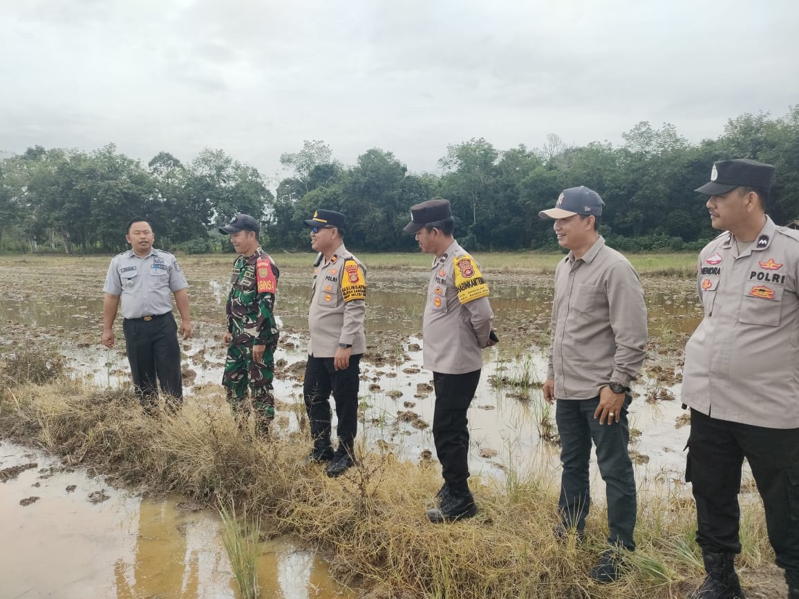 Polsek Sanga Desa Dukung Swasembada Pangan, Dorong Peningkatan Produktivitas Padi di 6 Kelompok Tani